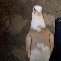 کبوتر شازده و دمبی