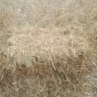 کاه یا کلش سر چینا