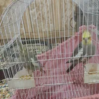 دو جفت عروس هلندی