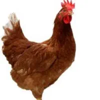 مرغ تخم گذار