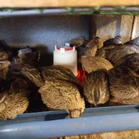 بلدرچین ۳ماهه