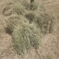 علوفه یونجه ال باغی