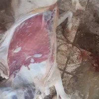 گوشت نرینه درجه یک