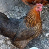 مرغ جوان نژاد دار