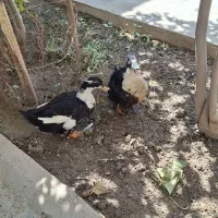 اردک جفت نروماده