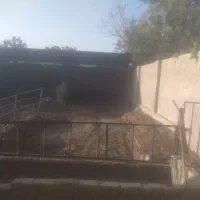 اجاره-دامداری