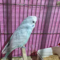 فنچ و مرغ عشق