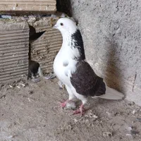 کفتر پرشی