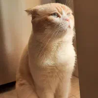 گربه نر اسکاتیش جفت گیری
