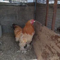 خروس برهما