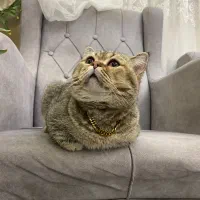 بلک گلد نر