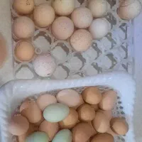 تخم بوقلمون و مرغ نطفه دار