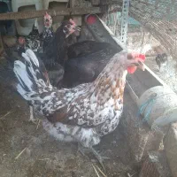 مرغ گلین لری اصل