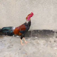 خروس لاری