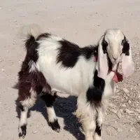 پازن جوان یک ساله