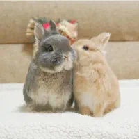 نژاد دار /ارسال رایگان