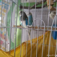 پرنده مرغ عشق