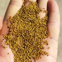 بذر یونجه بغدادی