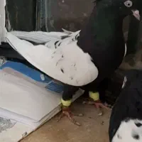 کبوتر