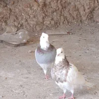 پرنده ارزان