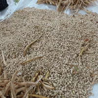 ساری گوز ماش