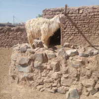 بز فروشی