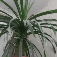 گل پاندانوس