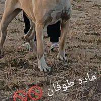 ماده سرایی