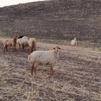گوسفند شکم دوم۳۰راس