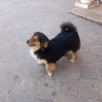 سگ اشپبتز نژاد دار