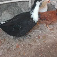 مرغابی نر