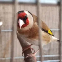 سهره وسهره قناری