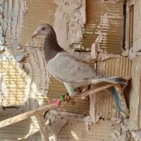 کفتر سار