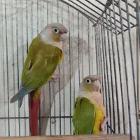 پرنده گرینچیک