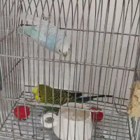 مرغ عشق جفت ب شرط جوجه و تخم