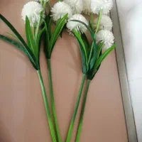 گل داودی