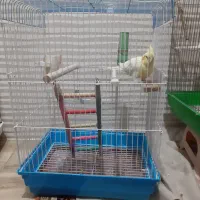 قفس پرنده