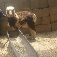 بره نر