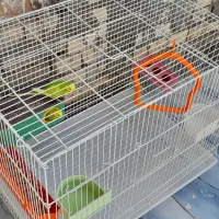 پرنده مرغ عشق