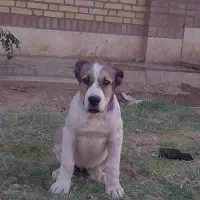 ولکاداو