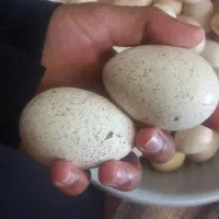 تخم نطفه دار بوقلمون