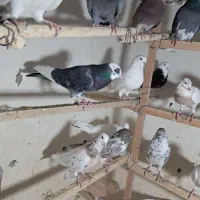 کبوتر پرشی یجایی