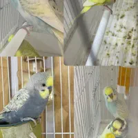 مرغ عشق خاص