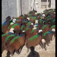 بره نر لاغر نایاب استثنایی طلای افشاری سرخ