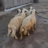 گوسفند سنجابی میش شیشک قوچ