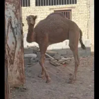 گوشت حره شتر