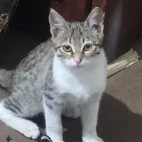 واگذاری گربه کاملا رایگان