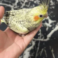 پرنده ۲۰ روزه