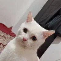 جفت گیری