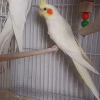 عروس هلندی
